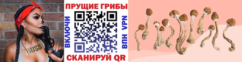 где купить наркоту OMG сайт Галлюциногенные грибы Psilocybine cubensis Железногорск-Илимский